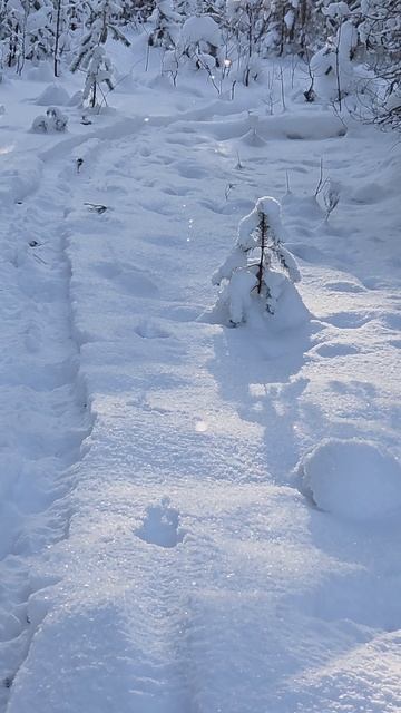 в лесу зимой