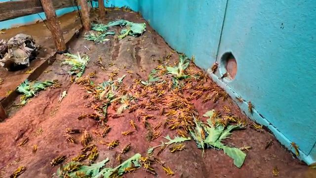 London Zoo HABITATS EXHIBITS - 2025 - Worlds OLDEST Scientific Zoo - ZSL - UK