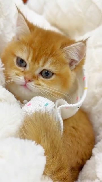 Злющая милота