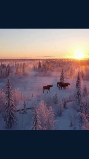 #тайга #дикаяприрода #приключения #матушкаприрода