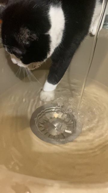 Кошка енот-полоскун