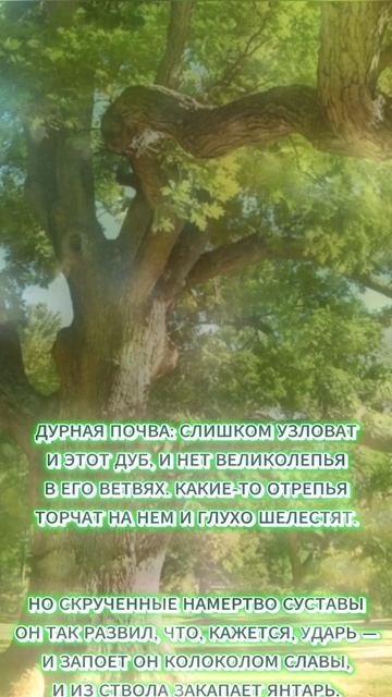 Одинокий дуб