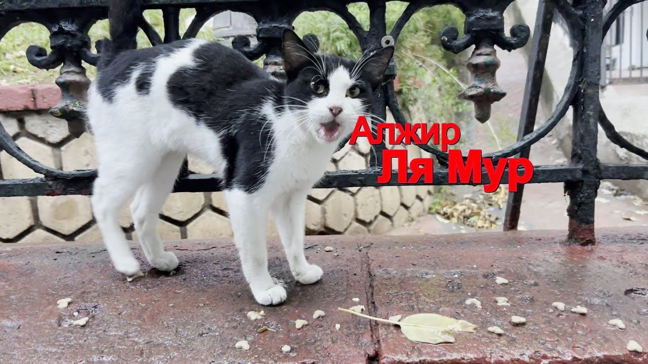 Алжир Ля Мур