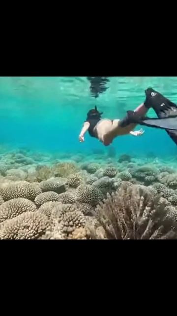 невероятная красота подводного мира #дайвинг #египет #кораловыерифы