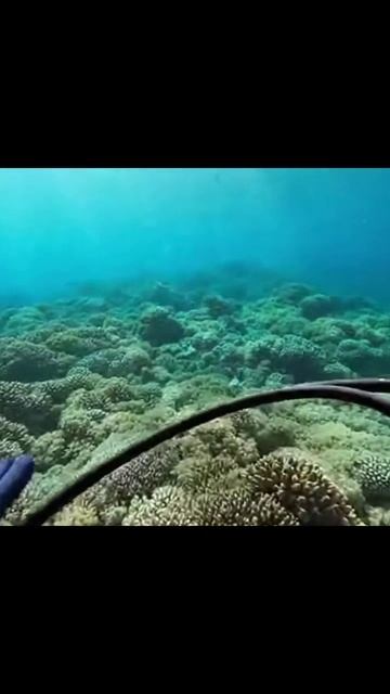 невероятная красота подводного мира #дайвинг #египет #кораловыерифы