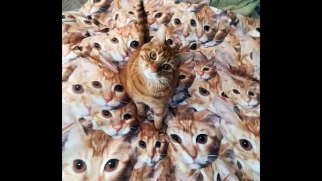 ИРОНИЧЕСКИЕ АФОРИЗМЫ ч.2