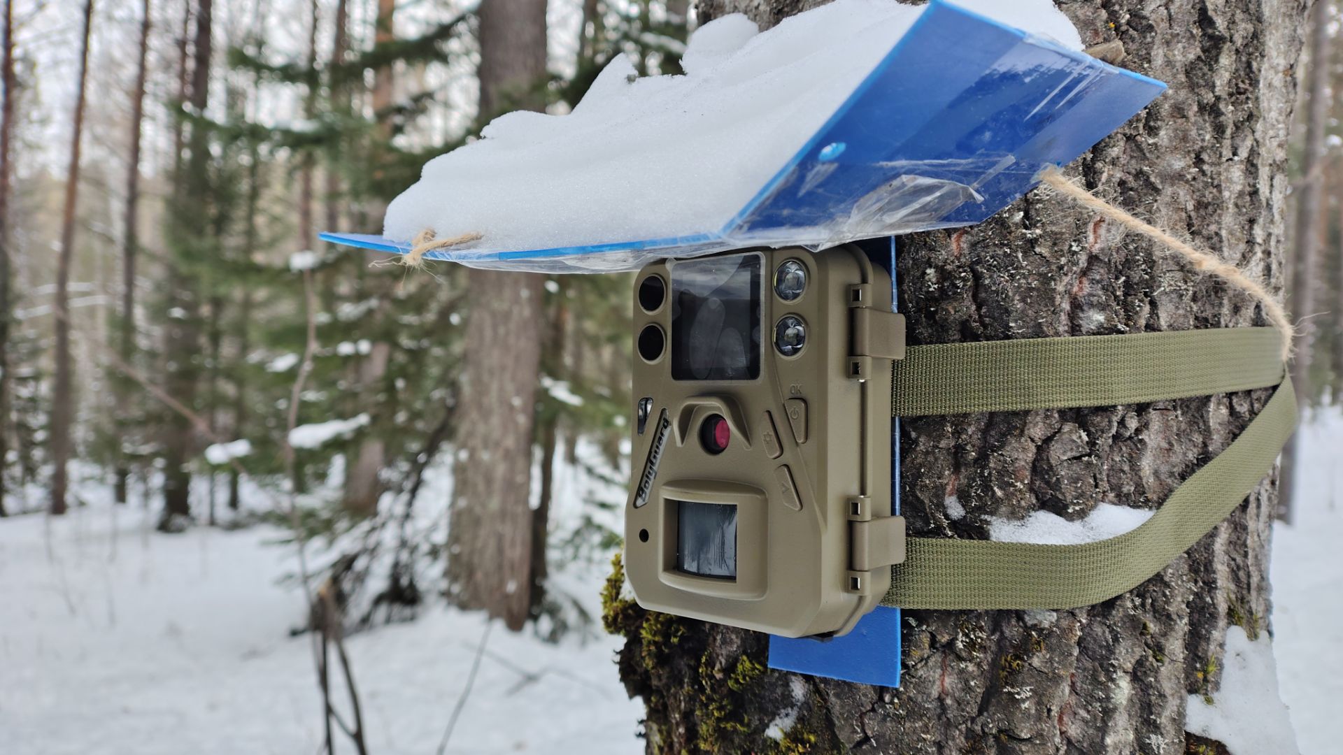 Цветные кадры ночью на фотоловушку BolyGuard SG520-DB