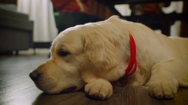 Остеригайтесь мошенников (супер семейка)_HD