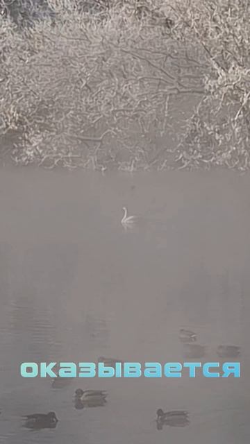 Фотографы выстраиваются в очередь, что бы сфотографировать лебедя в лютый мороз.