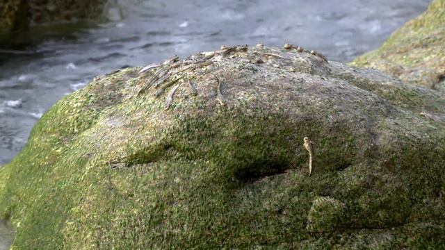 Рыбы прыгающие по камням