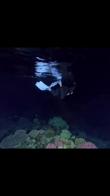 невероятная красота подводного мира #дайвинг #египет #кораловыерифы