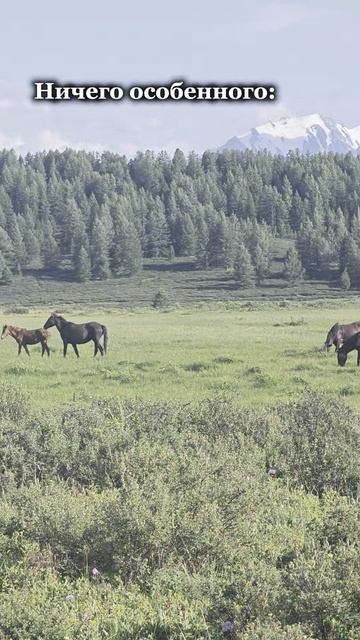на Алтае нечего смотреть