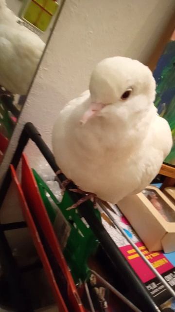 гуля отдыхает