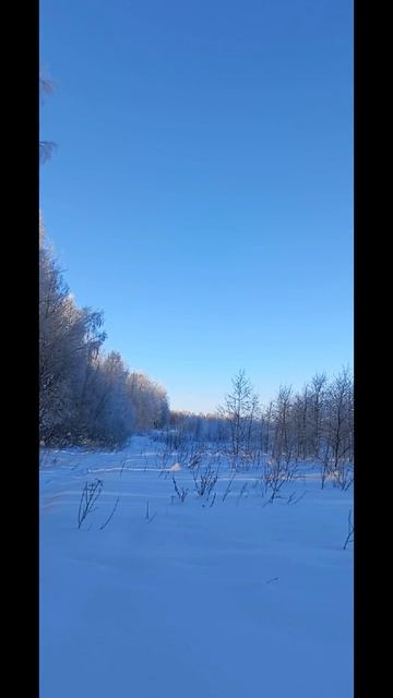 Зимний лес мотобуксировщик и красота