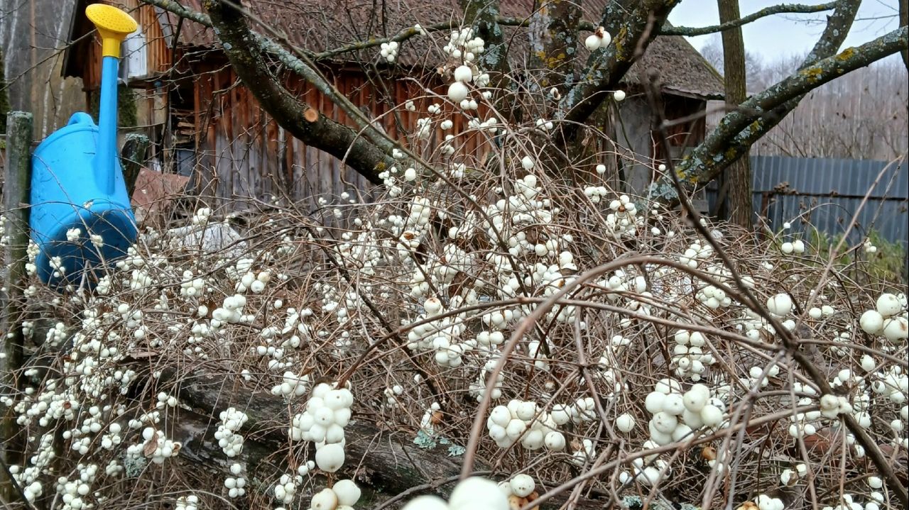 Снежноягодник-песня на стихи Виктора Глазунова. Муз.оформление Н. Шеменковой, г.Пенза. Фото автора