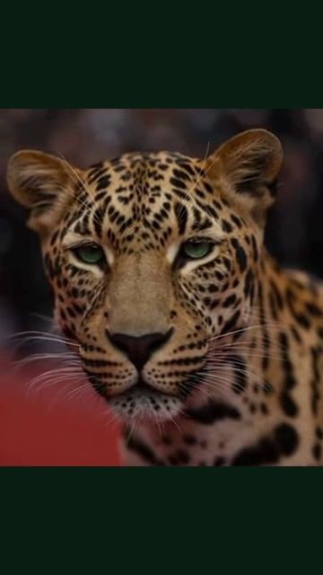 #ковроваядорожка #конетавр #премьера #искусство #краснадорожка