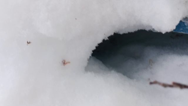 3.02.26. Пасека в сугробах! Остались одни крыши!