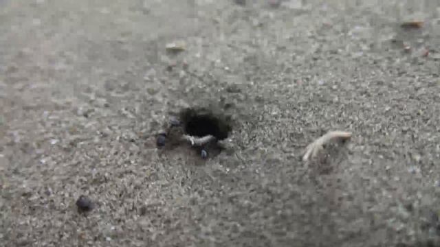 Муравьи Cardiocondyla Stambuloffii