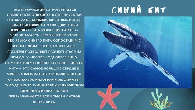 Загадочный мир китов