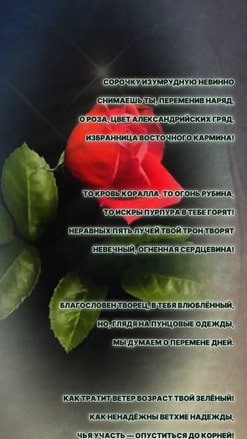 Сонет к розе