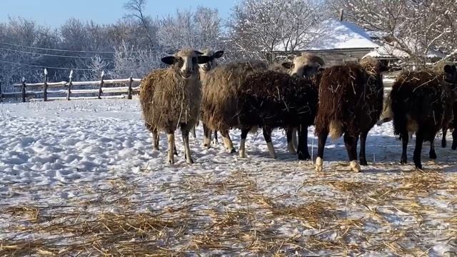 ЖИЗНЬ В ДЕРЕВНЕ ! КОГДА ОВЕЧКИ ПЛОХО ПОДГОТОВИЛИСЬ К ПРОДАЖЕ.