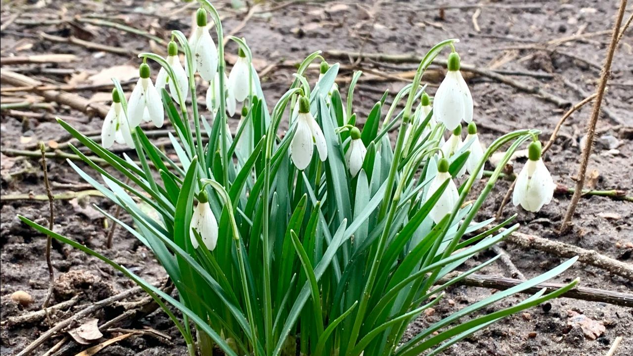 Война на Донбассе - песня на стихи Виктора Глазунова. Муз. оформление Нины Шеменковой, г. Пенза