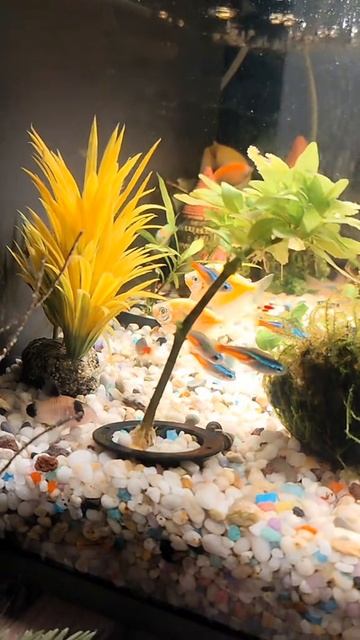 Мой аквариум