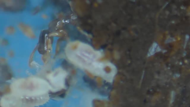 Муравьи Hypoponera Punctatissima