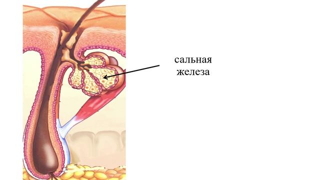 Кожные железы
