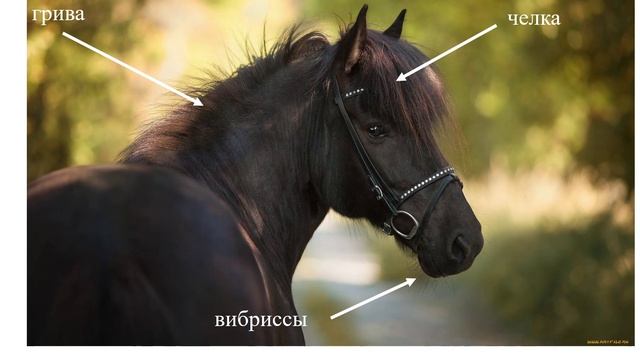 Строение и типы волос