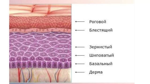 Строение и функции кожи