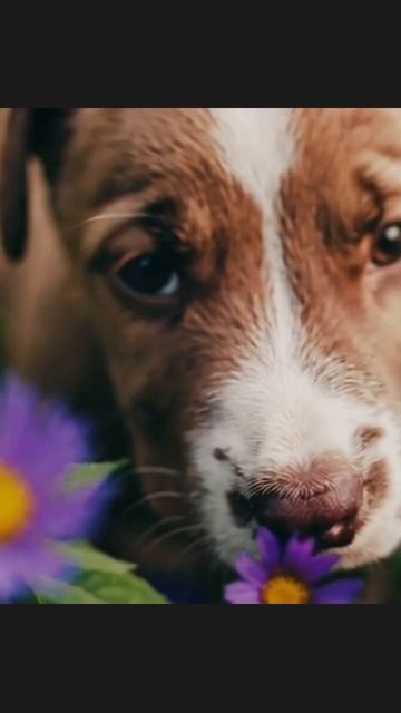 #милыещенки #щенкосторонка #щеночки #щеночкитворятчудеса