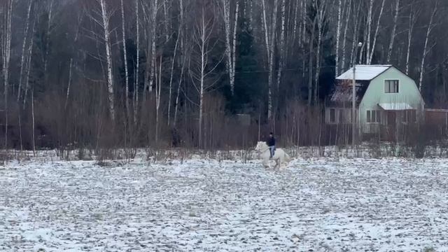 Конная прогулка верхом в поля