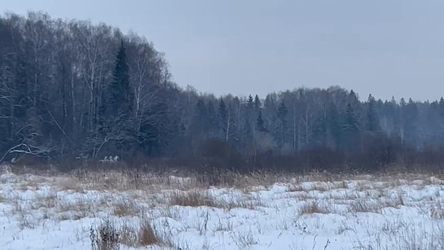 Катание на санях