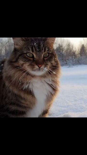 #зима #коты #cozycats #kittenplay #furryfriends #snowday #felinefun #petsofinstagram