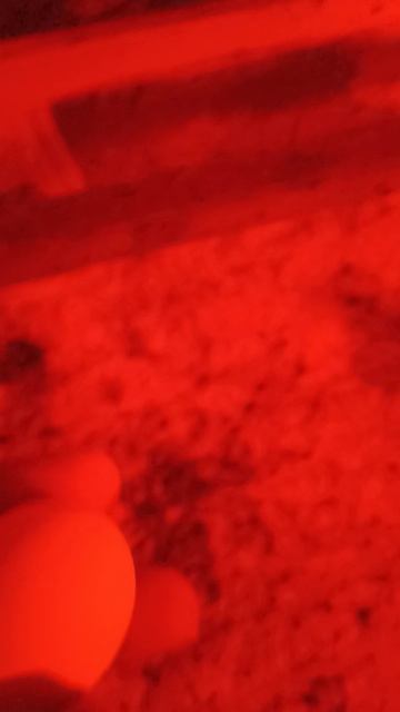 Первое яйцо