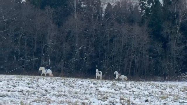 Конная прогулка верхом в поля