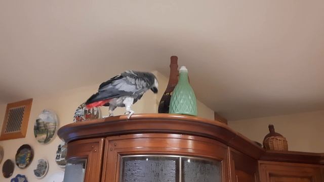 ПопугайЖако.mp4