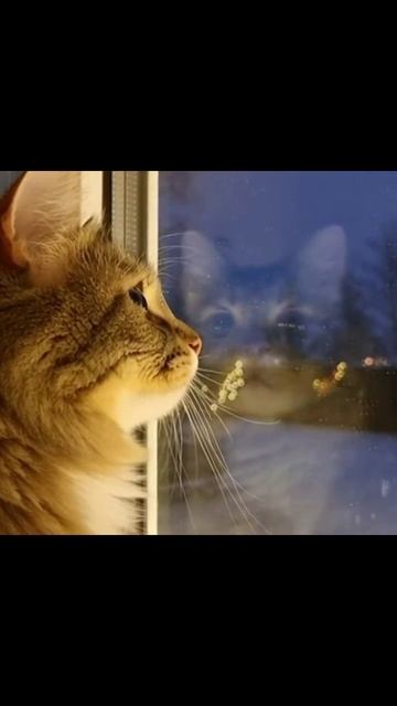 Вот так чихнул #коты #приключениякотят #котики #забавныеживотные #домашниекоты #милота