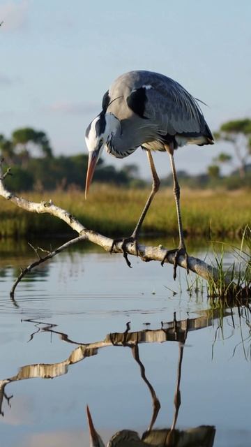 Природа цапля ищет рыбку в водоеме ИИ
