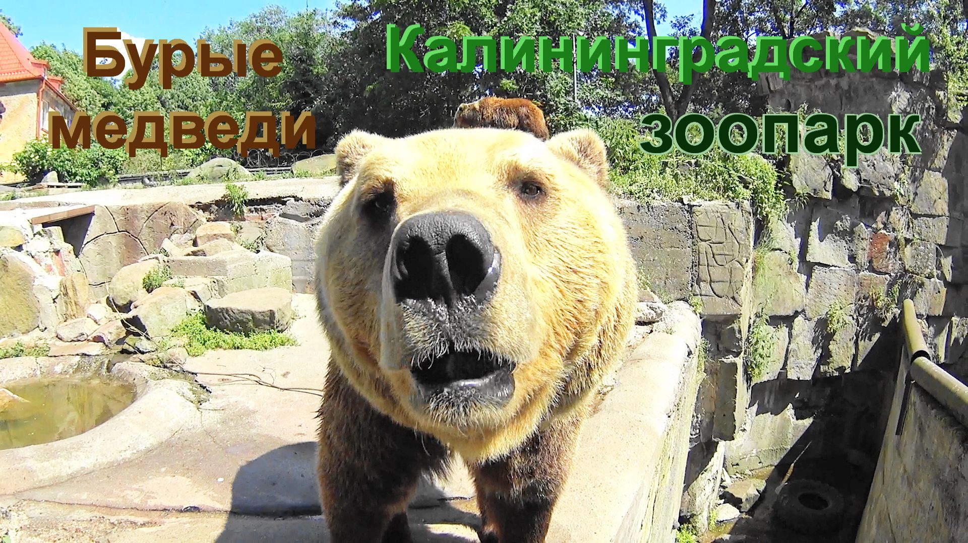 Бурые медведи в зоопарке Калининграда