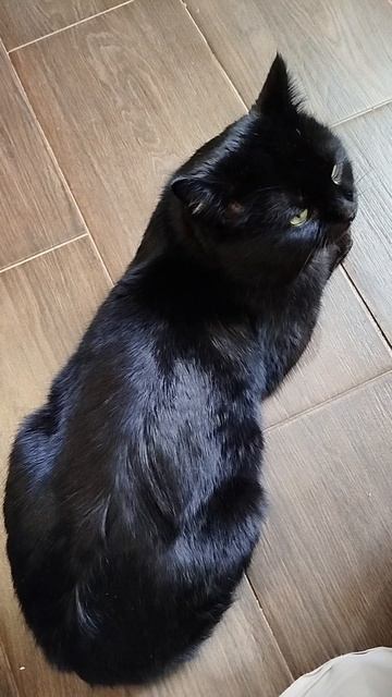 #село#кот#черныш#голос#мысли#cat#животные