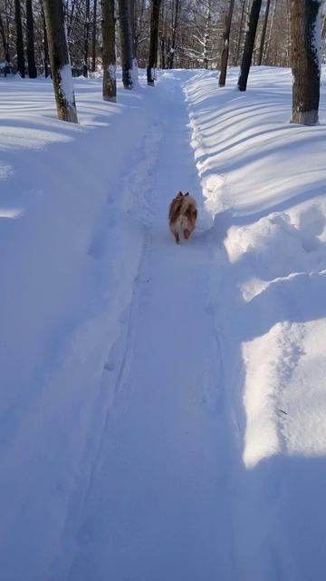 прогулка зимняя