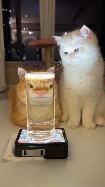 Котики ✨❤