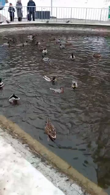 Утки в -30°С.