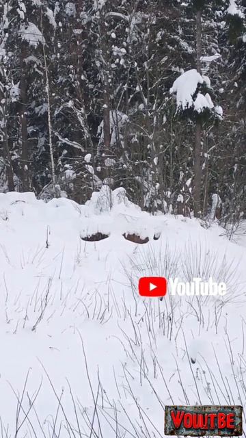 Леший в лесу! #леший