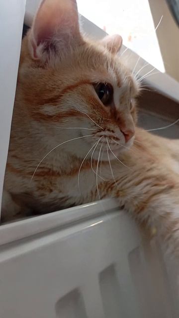 жизнь кошек 2 часть