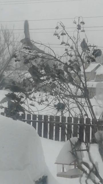 Стая попугаев прилетела зимой есть рябину