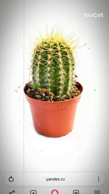 не знаю как это можно назвать