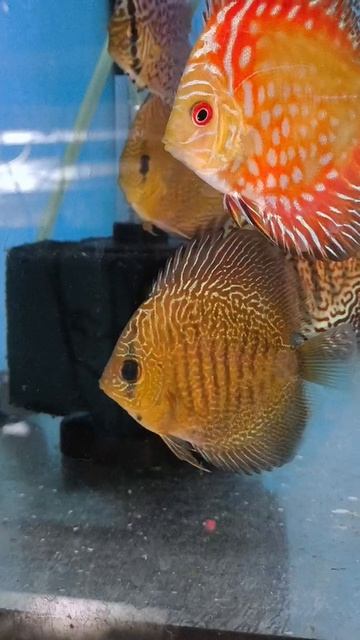 Рыбки в Анапу